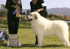 Great Pyrenees Apache