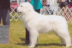 Great Pyrenees Hope