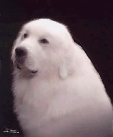 Great Pyrenees Patton