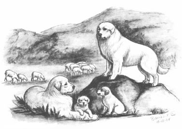 Great Pyrenees from Barnhart Studios Drawing