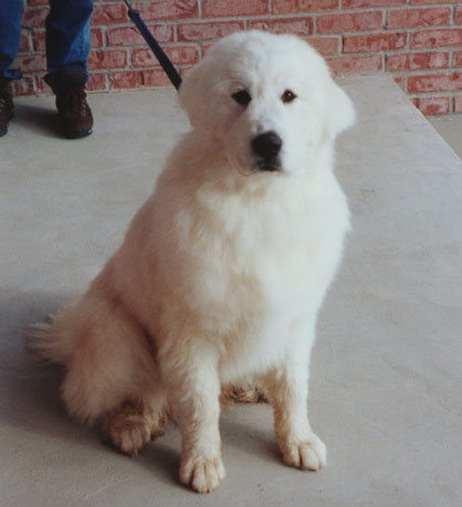 old great pyrenees