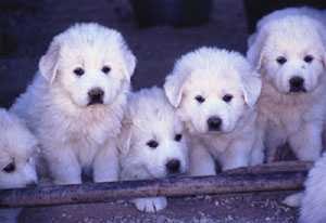 6 Week Old Great Pyrenees Pups