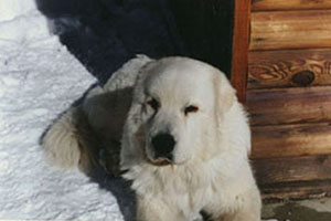 Great Pyrenees CH Euzkalzale Alberto Grande