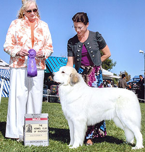 Great Pyrenees Apache