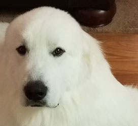 Great Pyrenees Ben