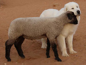 Great Pyrenees Ben