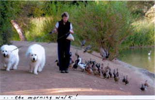 Great Pyrenees Bosley and Dreamer