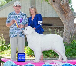 Great Pyrenees Ms Black