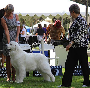 Great Pyrenees Ms Black