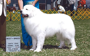 Great Pyrenees Bobo