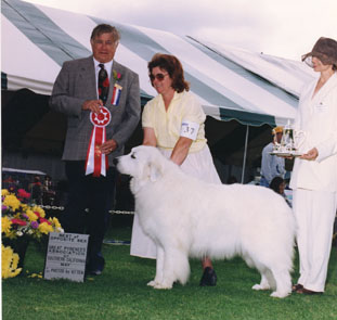 Great Pyrenees CH Euzkalzale Summer Breeze C.G.C.