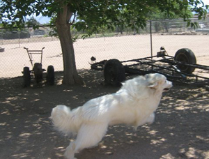 Great Pyrenees Brody