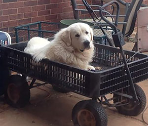 Great Pyrenees Cabbie