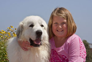 Great Pyrenees Charley