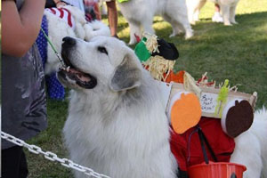 Great Pyrenees  Charley