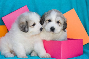 Great Pyrenees Choochoo-Brodie Pups