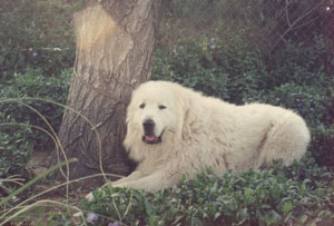 Great Pyrenees CH Patou Cyclone