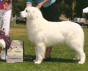 Great Pyrenees Diva