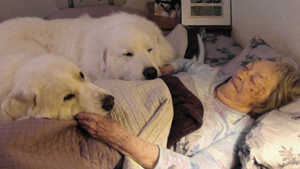 Great Pyrenees Dutch