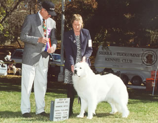 Great Pyrenees Goodie