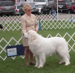 Great Pyrenees CH Euzkalzale Legacy of Hope