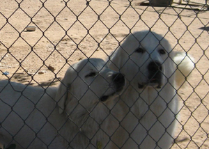 Great Pyrenees Hope and Alaska