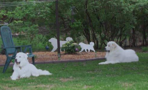 Great Pyrenees Hope and Halsey