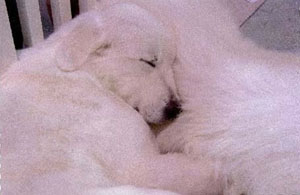 Great Pyrenees CH Euzkalzale Apache Future Hope