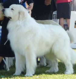 Great Pyrenees Jammies