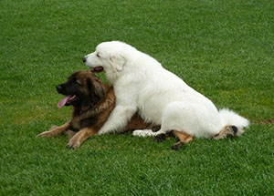 Great Pyrenees Jammies and Riva