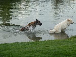 Great Pyrenees Jammies and Riva