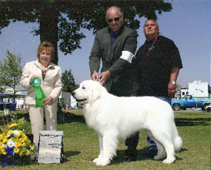 Great Pyrenees Midnight Alaska