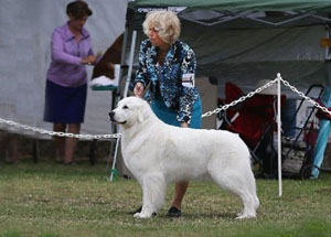 Great Pyrenees Nana