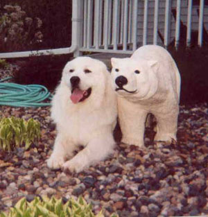 Great Pyrenees Patton at 18 Months