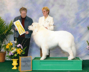 Great Pyrenees Patton