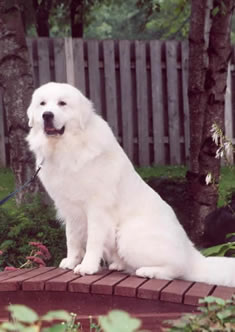 Great Pyrenees Patton