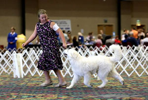 Great Pyrenees Rio