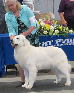 Great Pyrenees Rio