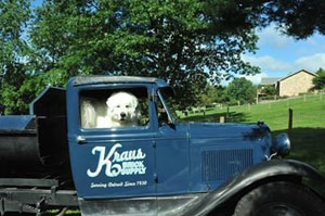 Great Pyrenees Rocco