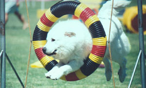 Great Pyrenees CH Euzkalzale Vanilla Eis Baer CGC