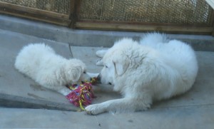 Great Pyrenees Shany ang Grimm