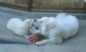 Great Pyrenees Shany ang Grimm