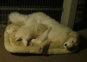 Great Pyrenees Shany ang Grimm