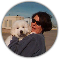 Great Pyrenees Sumo arriving home