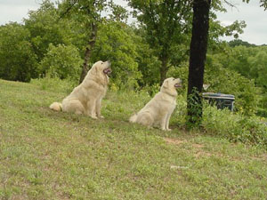 Great Pyrenees Sumo and  Great Pyrenees Sassy