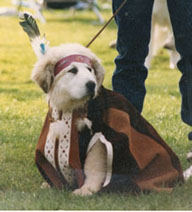 Great Pyrenees Sunami