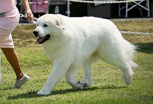 Great Pyrenees Valor