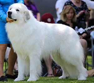 Great Pyrenees Valor