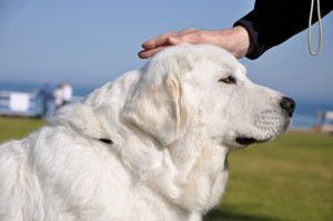 Great Pyrenees CH Euzkalzale Bright Lights Big City