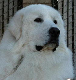 Great Pyrenees Venture